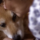 Illustration for article titled Dog saves his owner's life smelling her cancer